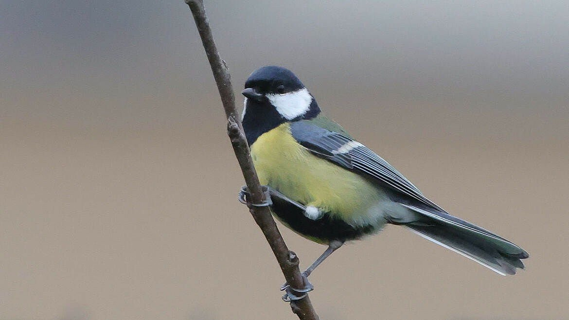 au poste d'observatio,