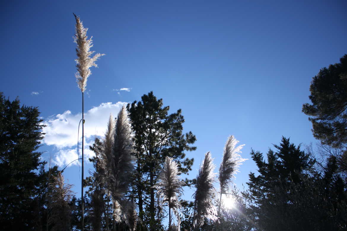 Plume dans le vent