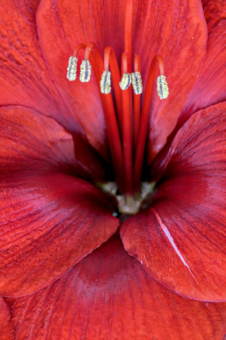Amaryllis