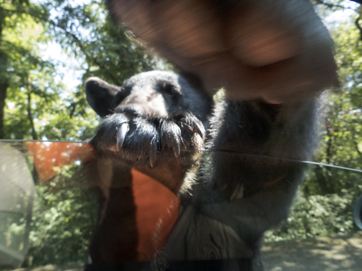 Baloo veut arracher ma tête