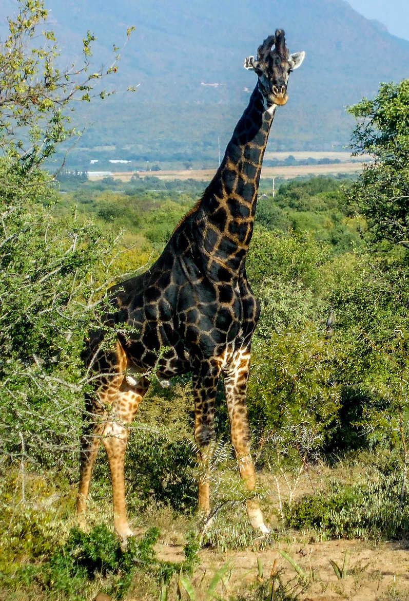 girafe noir
