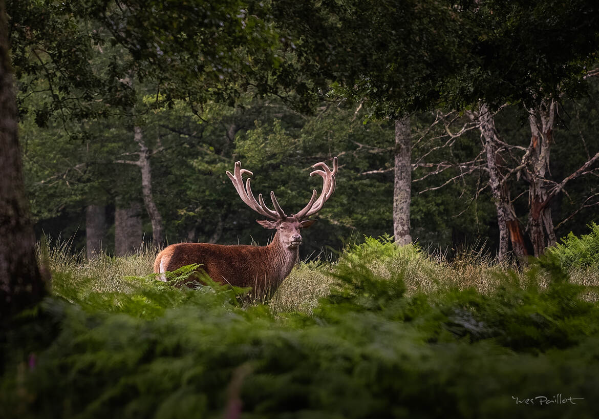 Bois dans le bois