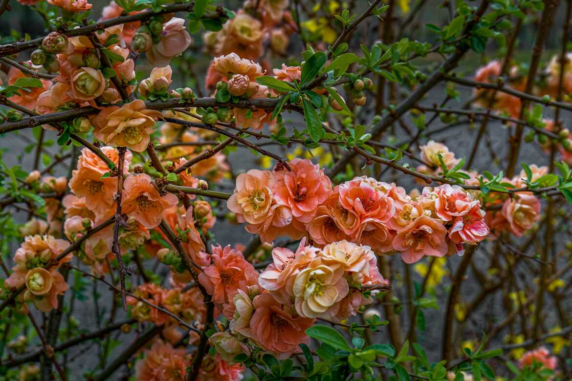 Cognassier du Japon en fleur