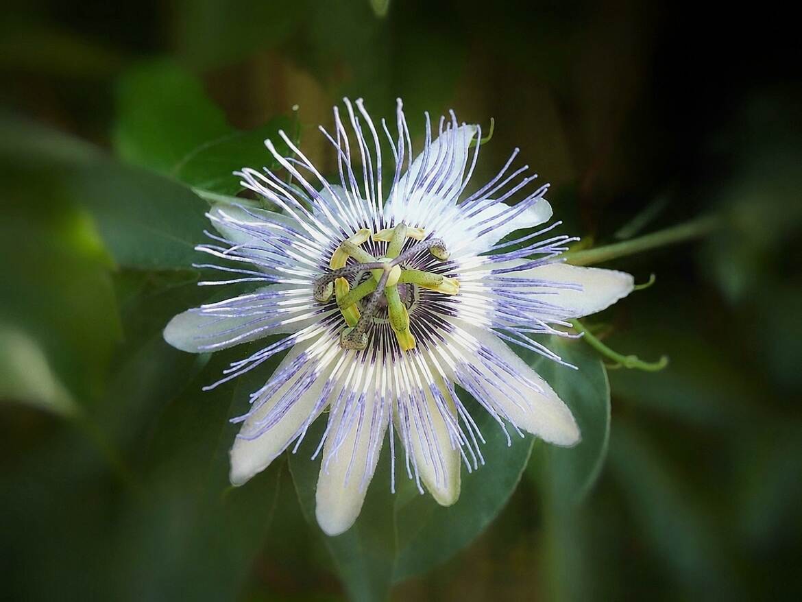 Passiflore