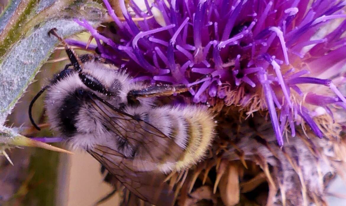 Le bourdon et le chardon