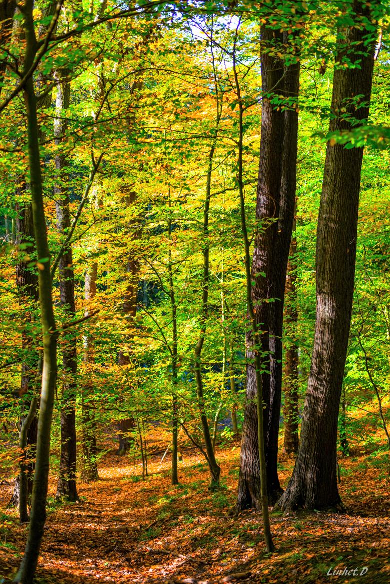 le petit sentier.