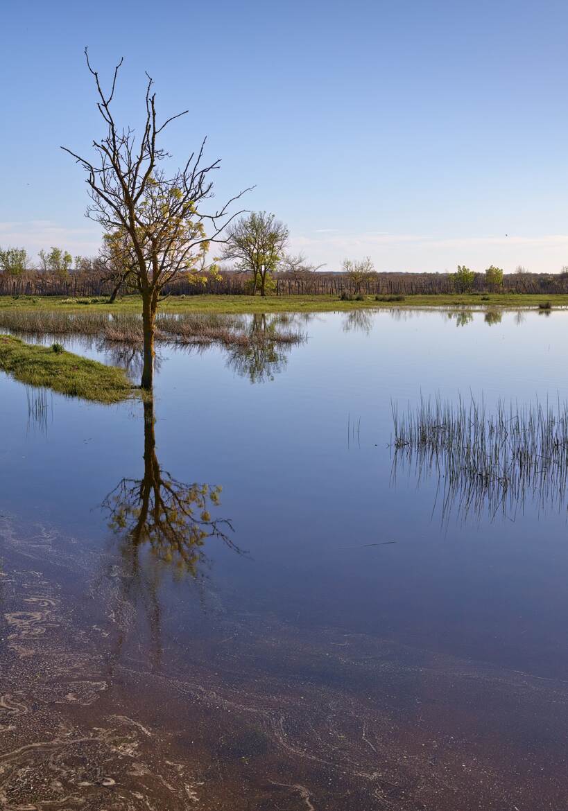 Racines : le printemps est là