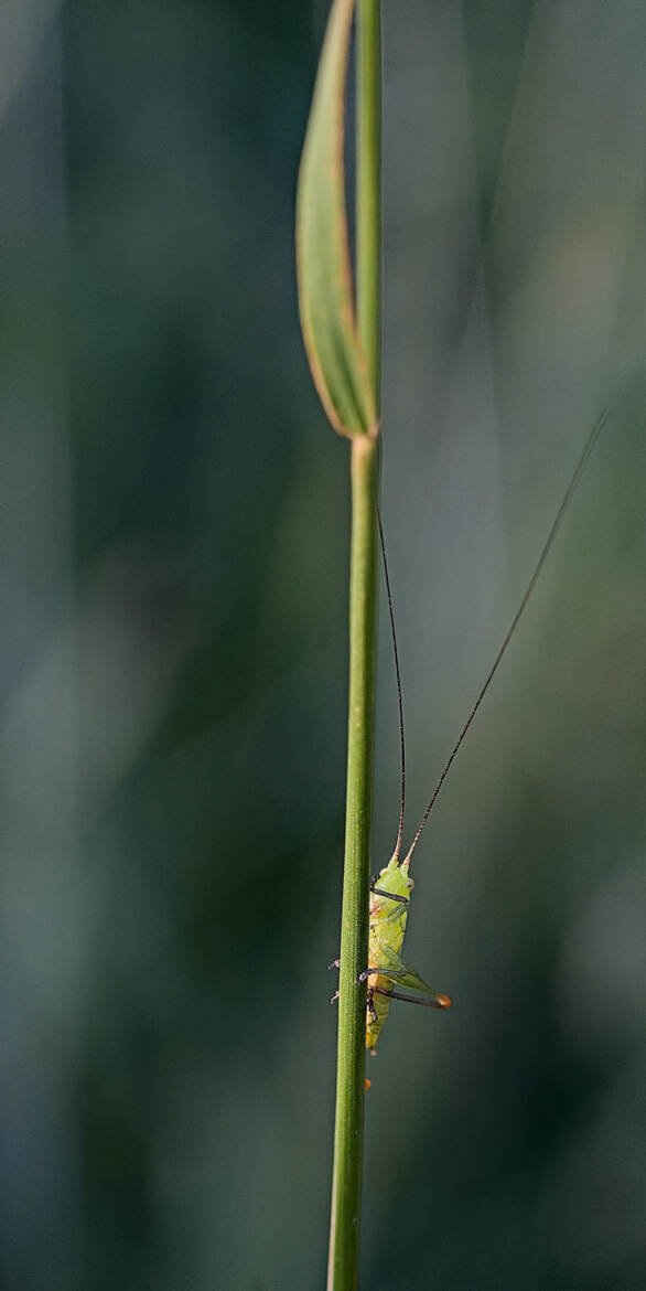 Conocéphale bigarré