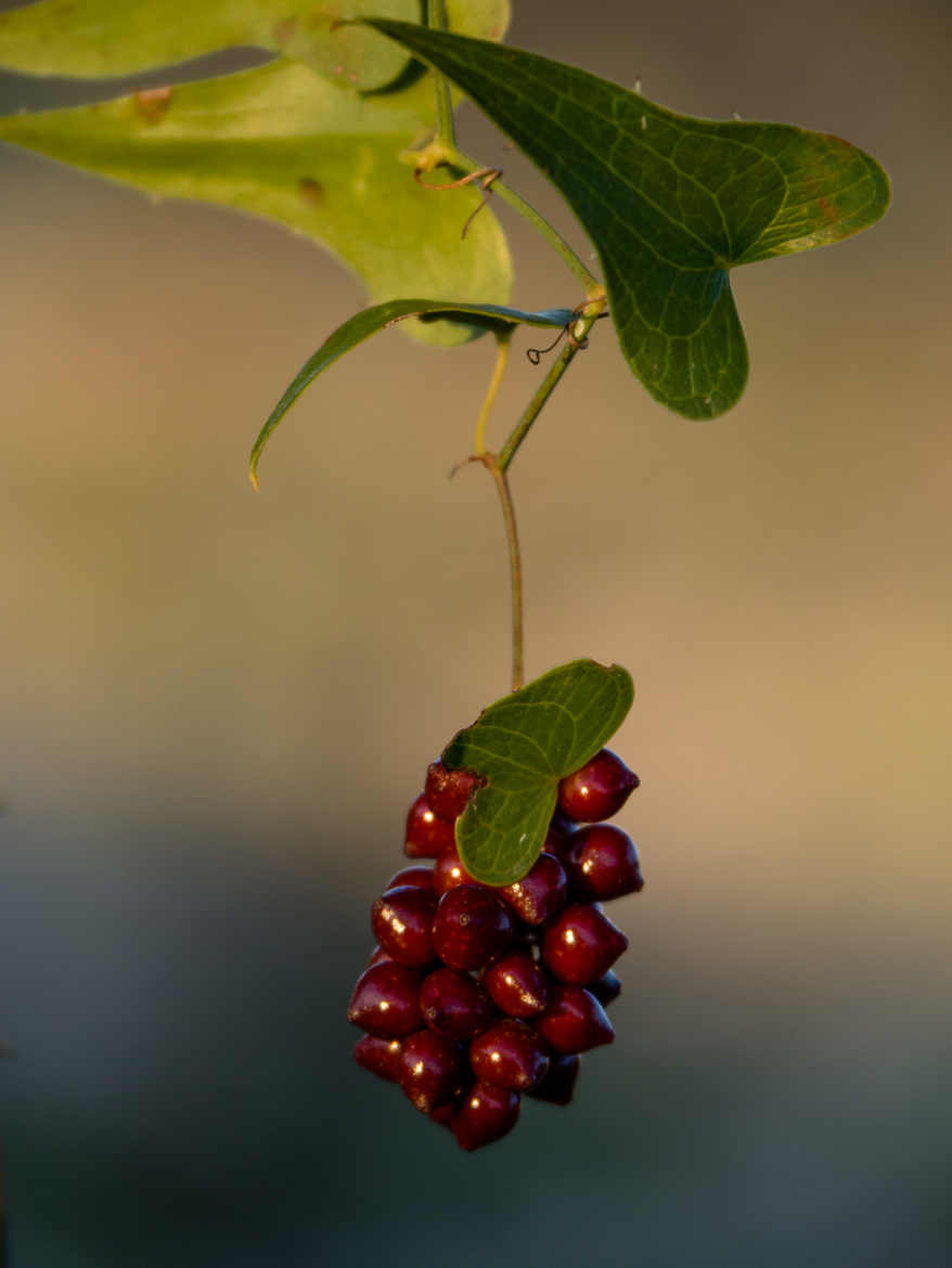 L'herbe à Schtroumpfs