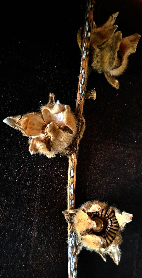 L'été s'en va les chardons prennent la place