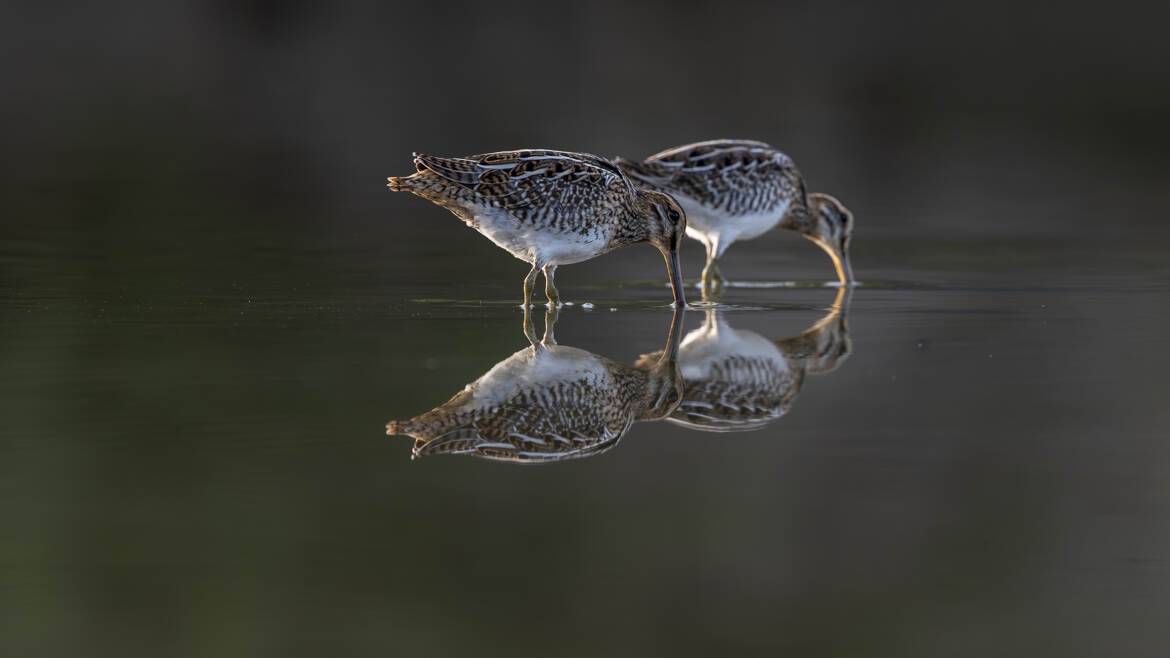 Synchronisation