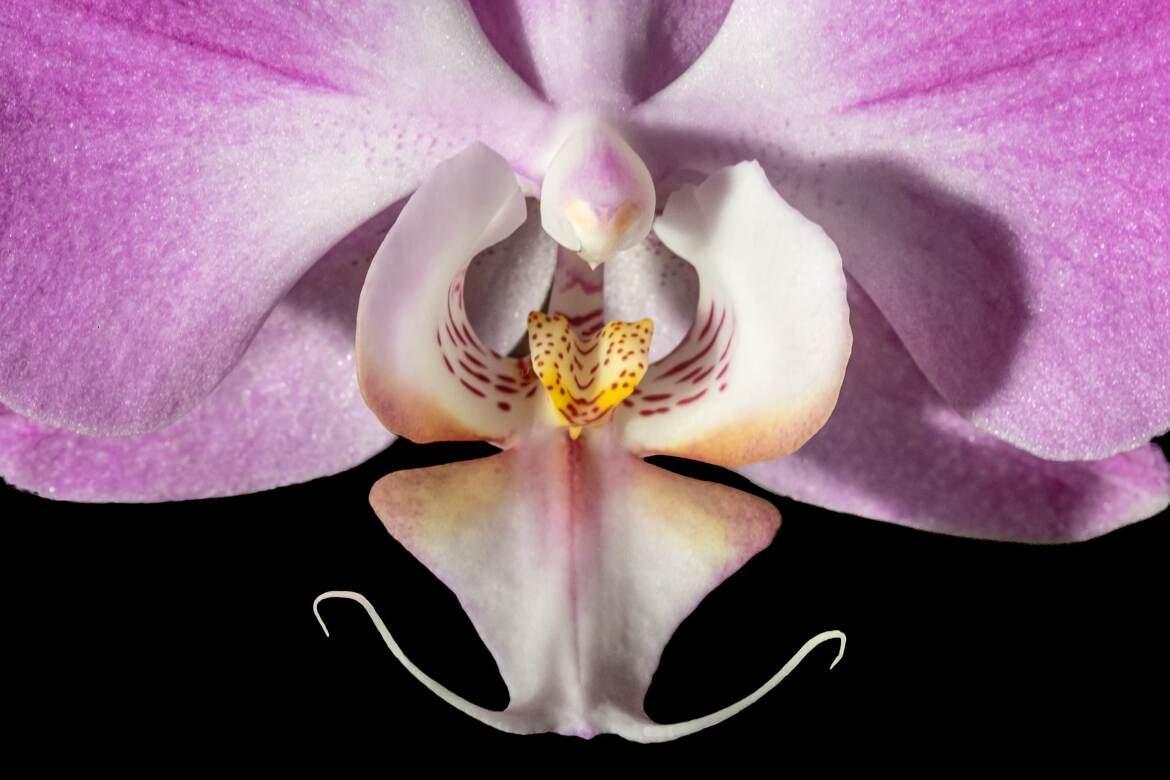 Phalaenopsis
