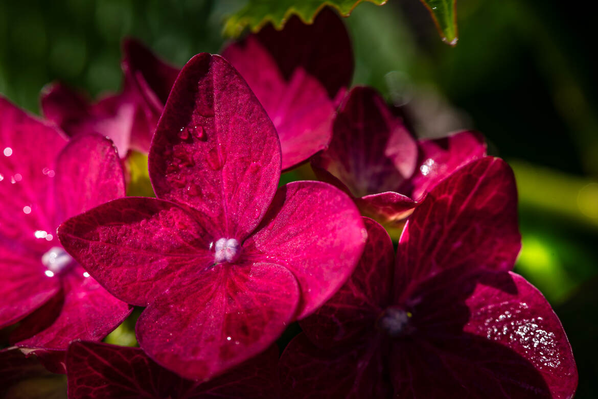 Feur d'hortensia