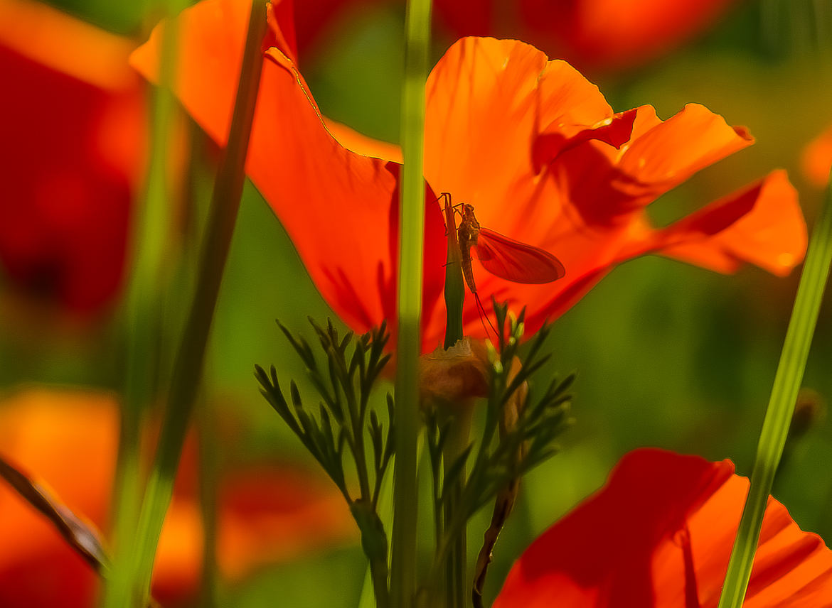 Dans les fleurs