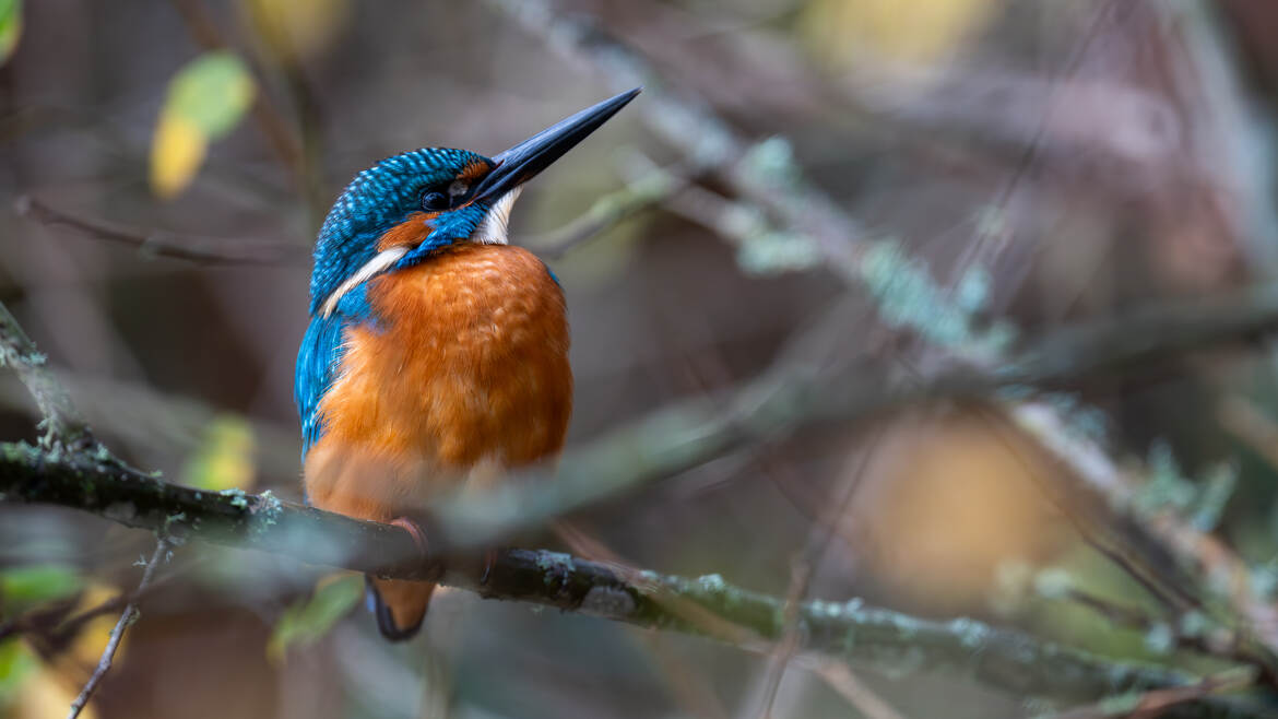 Un beau Martin d'automne
