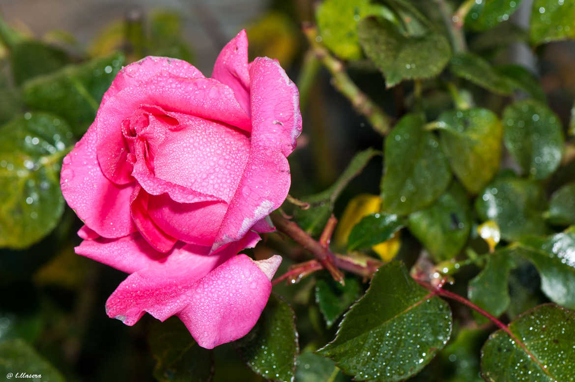rose bengale