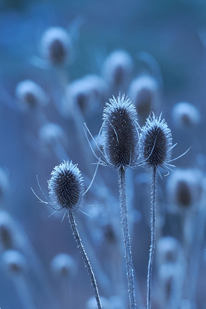 Dans le froid de décembre.