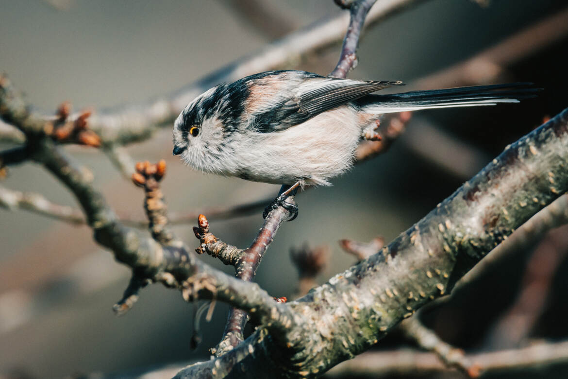 Orite à longue queue