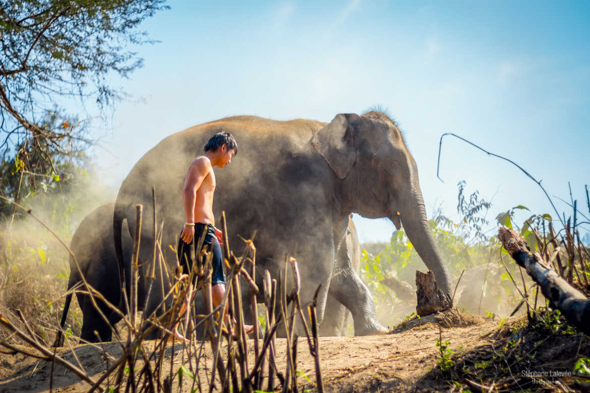 La marche de l'éléphant