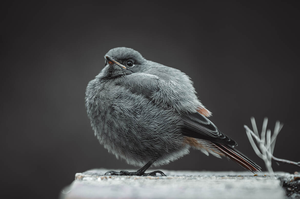 Rouge queue Juvénile