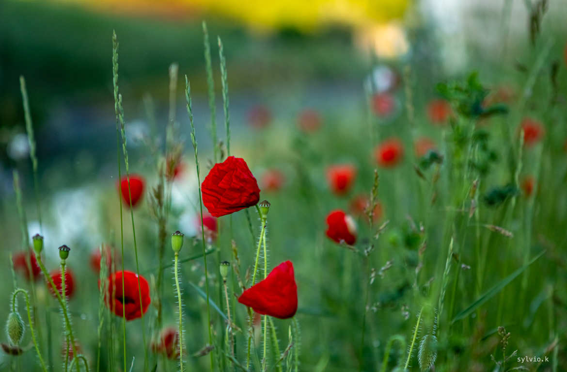 En rouge et ..vert