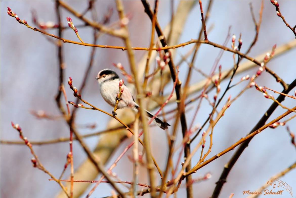 Bouton de printemps