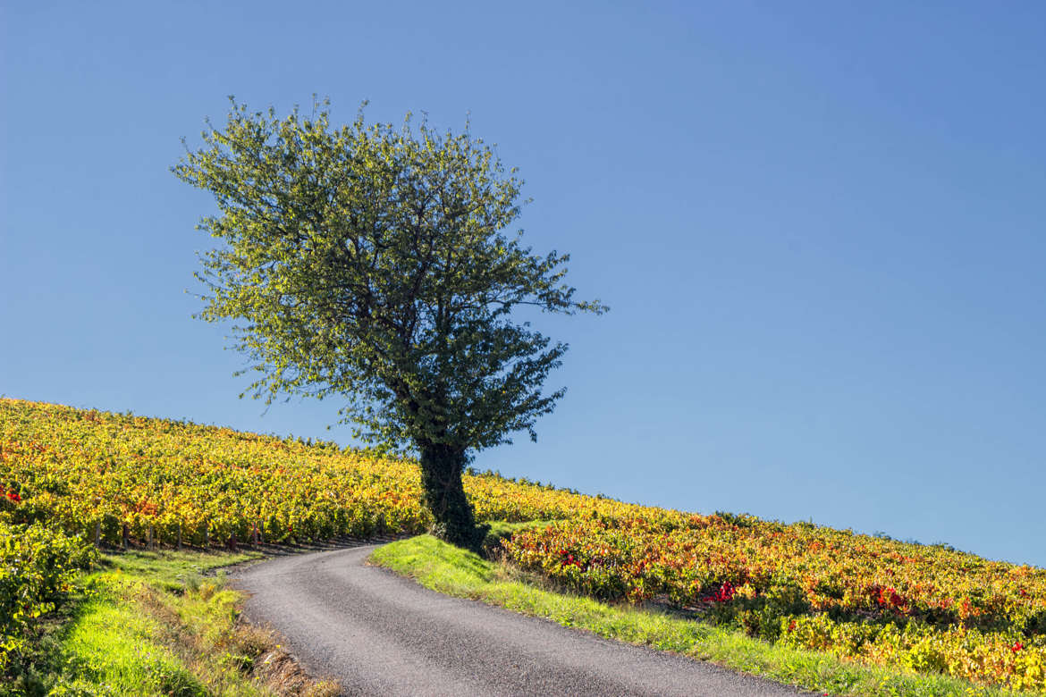 Route de vignoble.