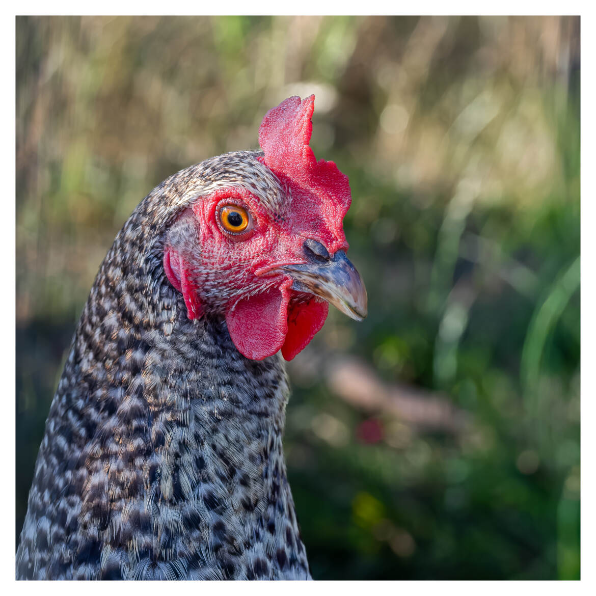 Poule de variété Coucou