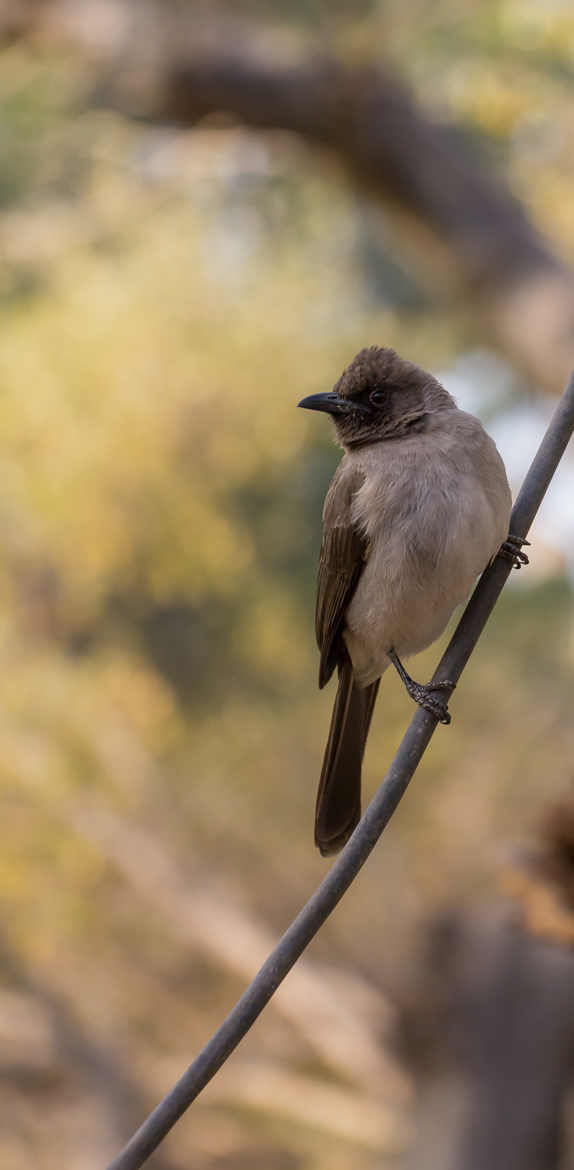 bulbul