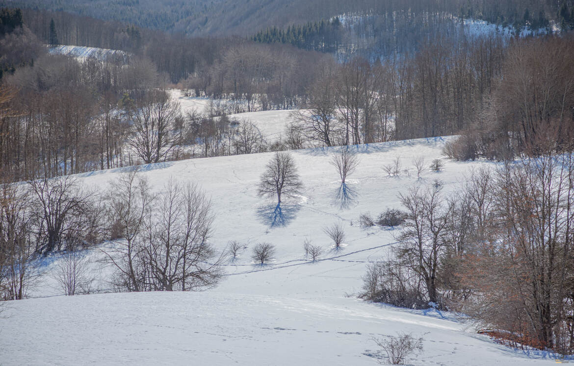 Paysage hivernal