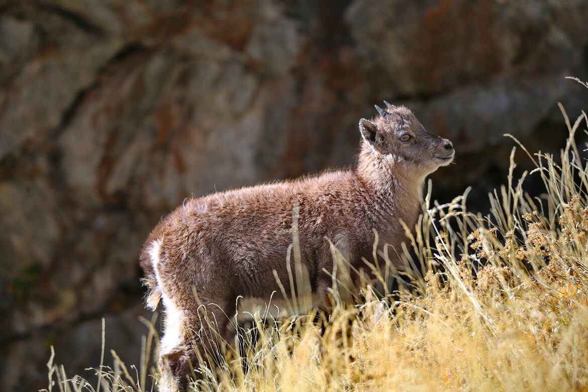 Devant ce bouquetin je suis émerveillé!