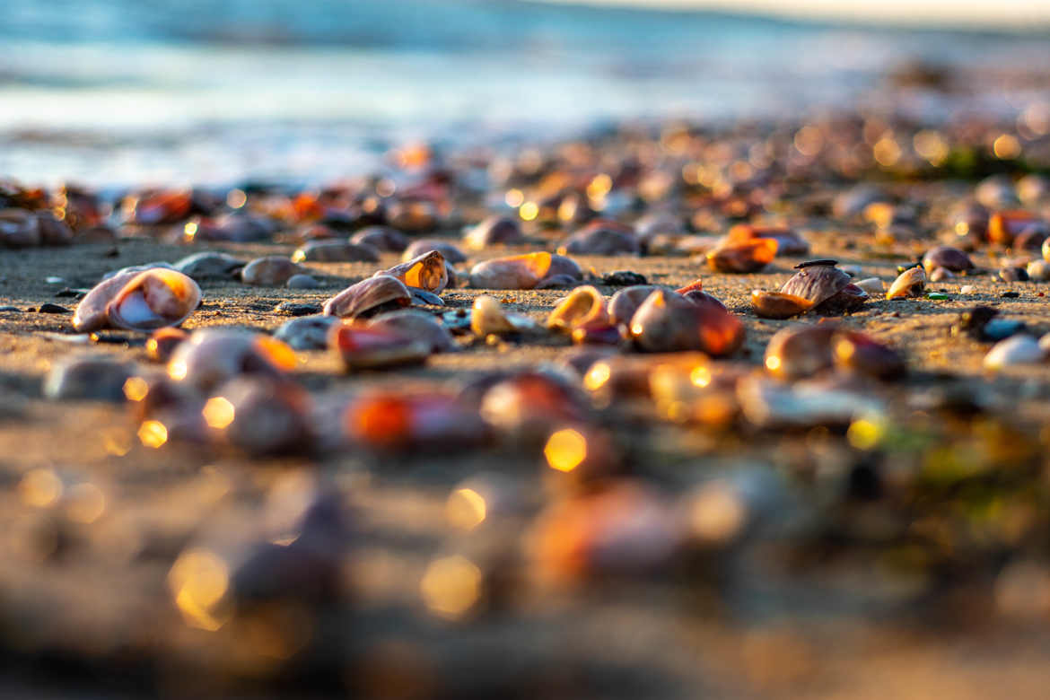 coquillages et petits cailloux bord mer