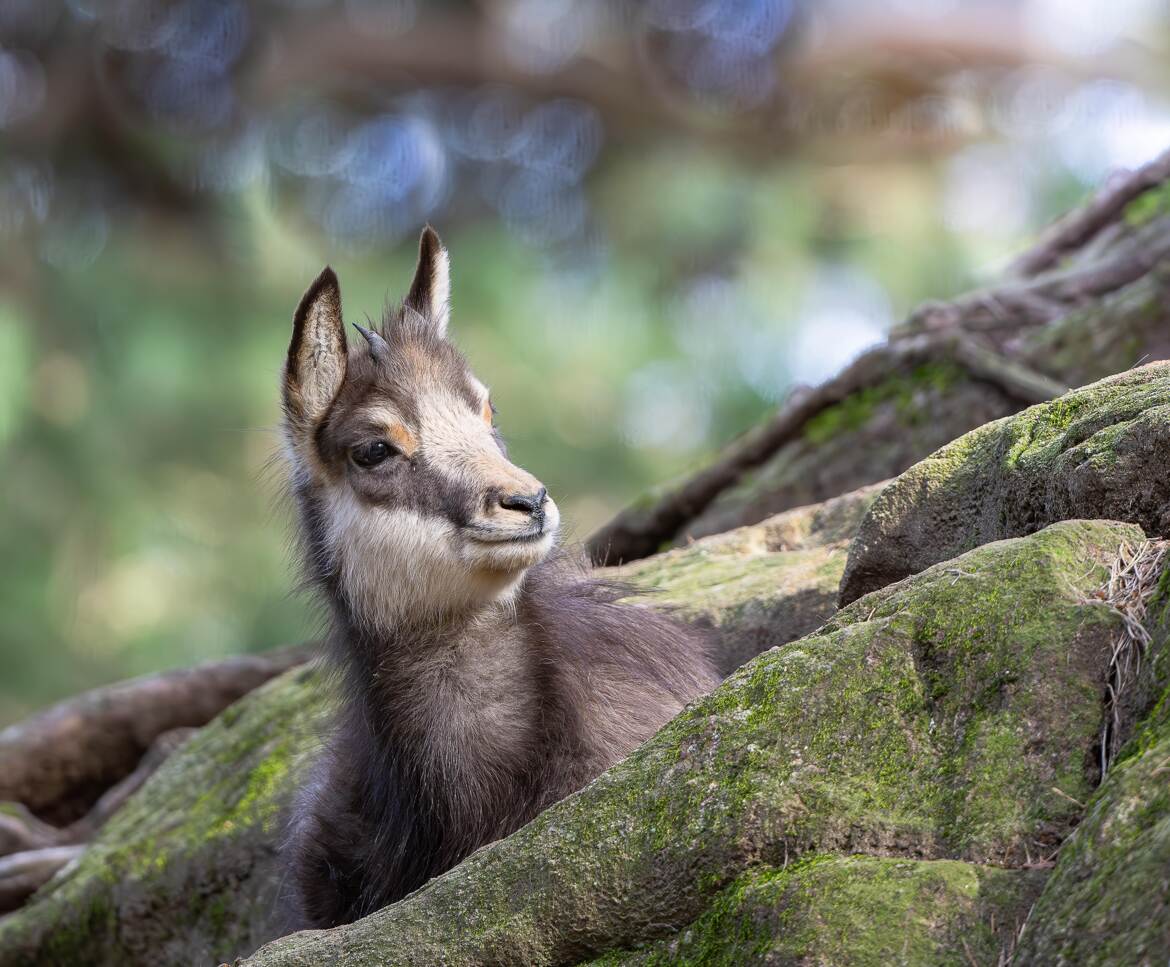 Cabri de chamois
