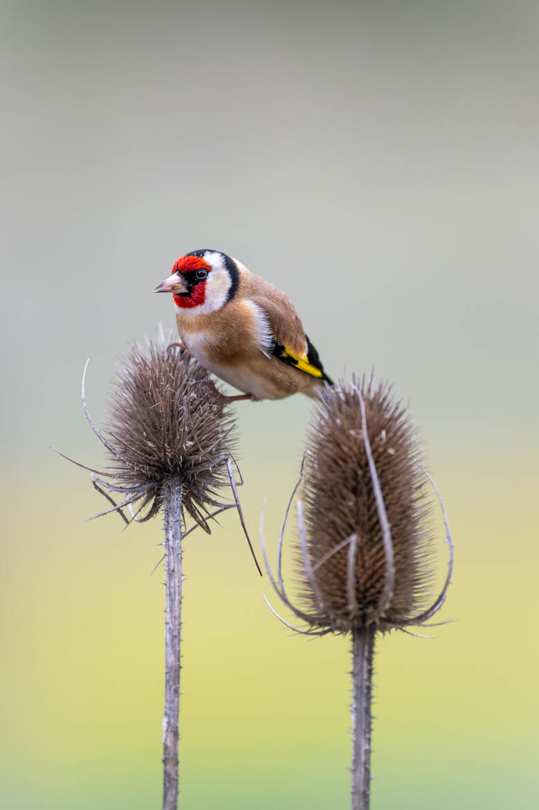 Une touche de couleur sur un cardère