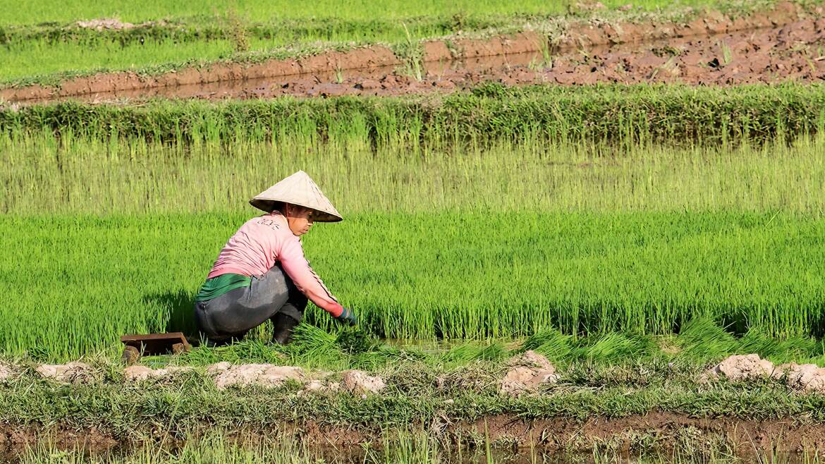 Culture du riz au Laos