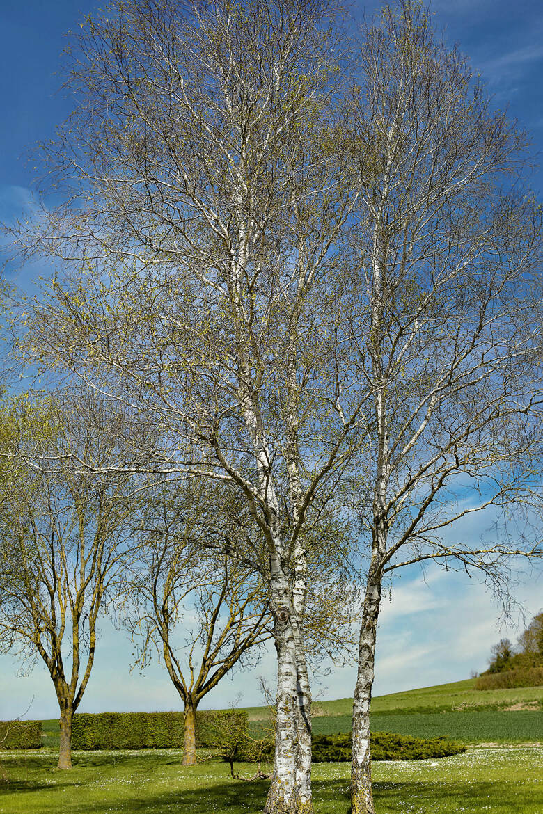 l'arbre blanc