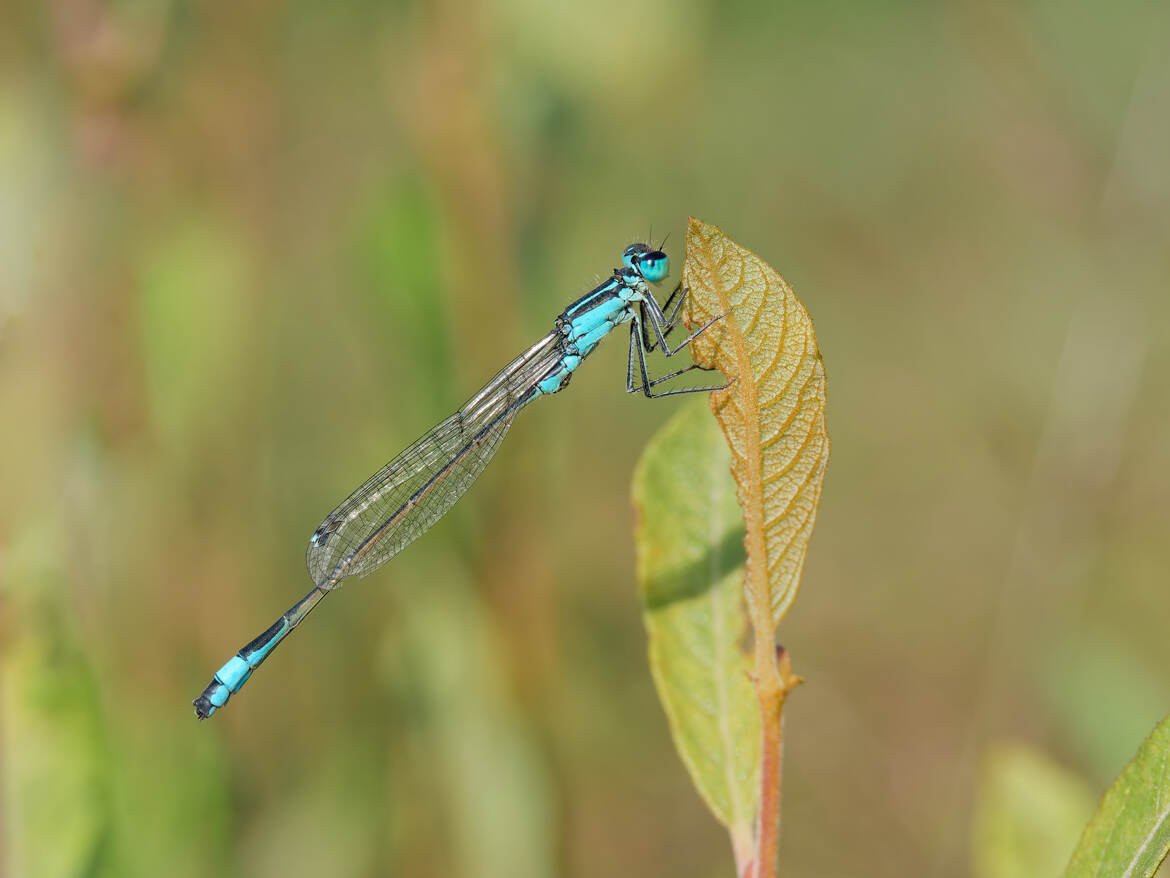 Agrion nain