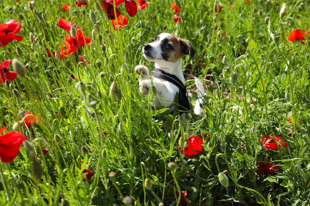 Perdue au milieu des coquelicots