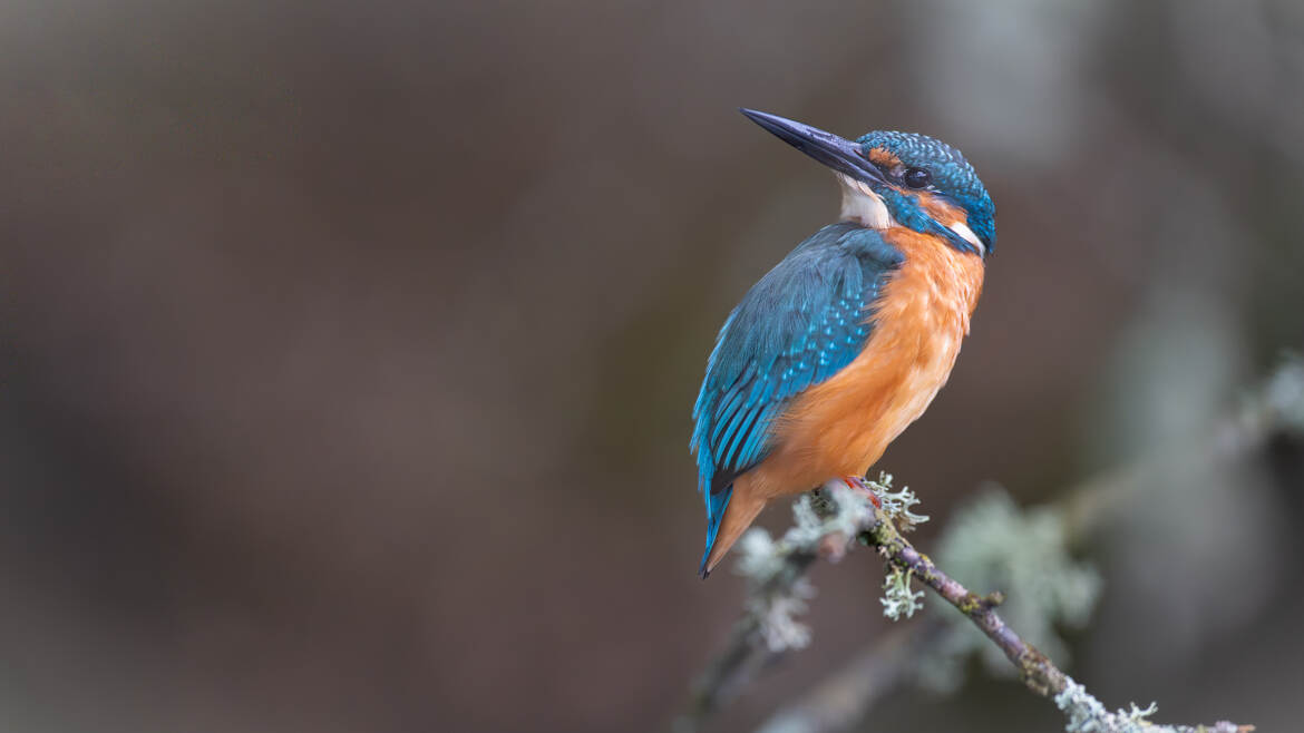 Un p’tit coup d’œil derrière