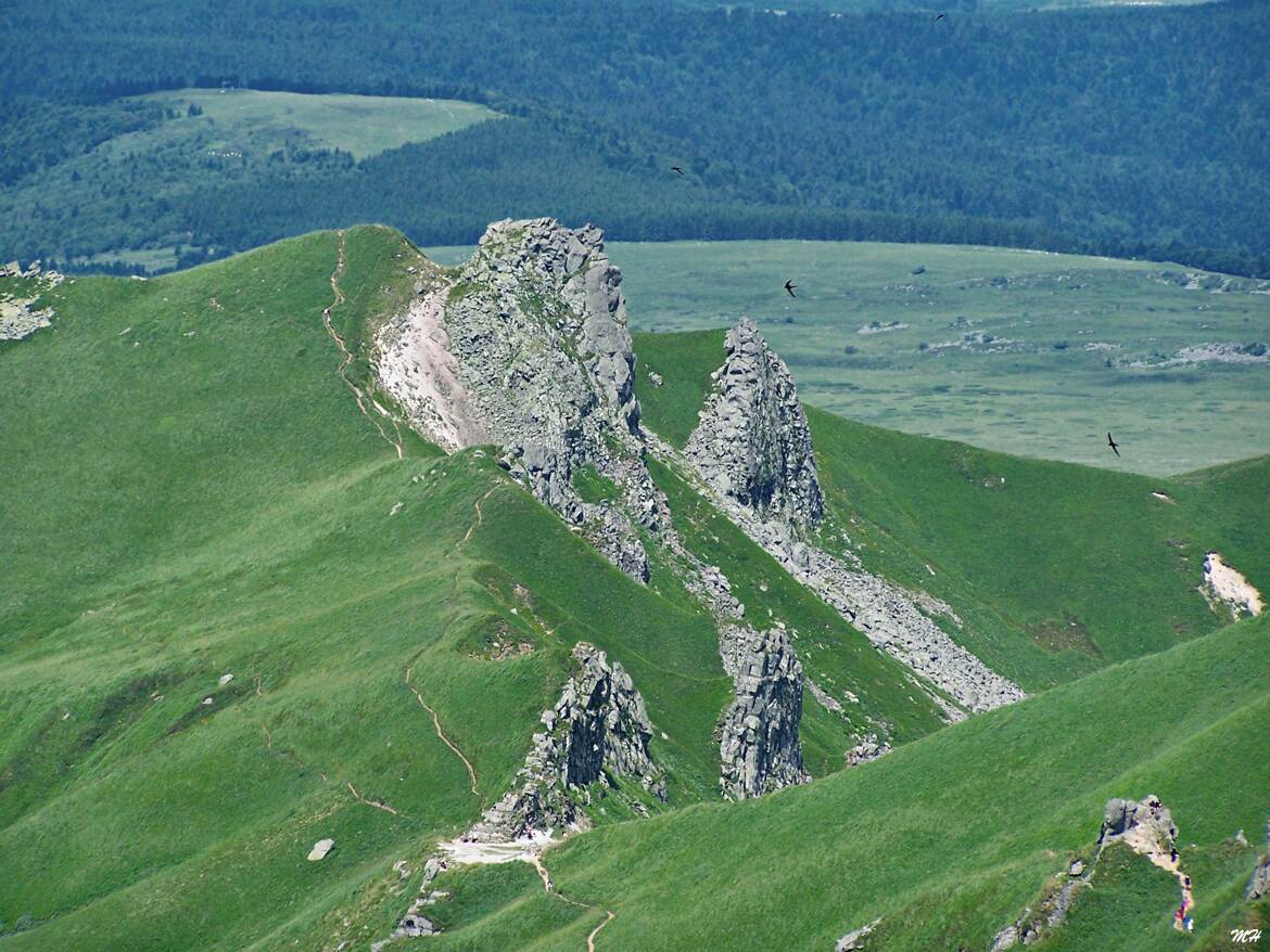 Roche et verdure