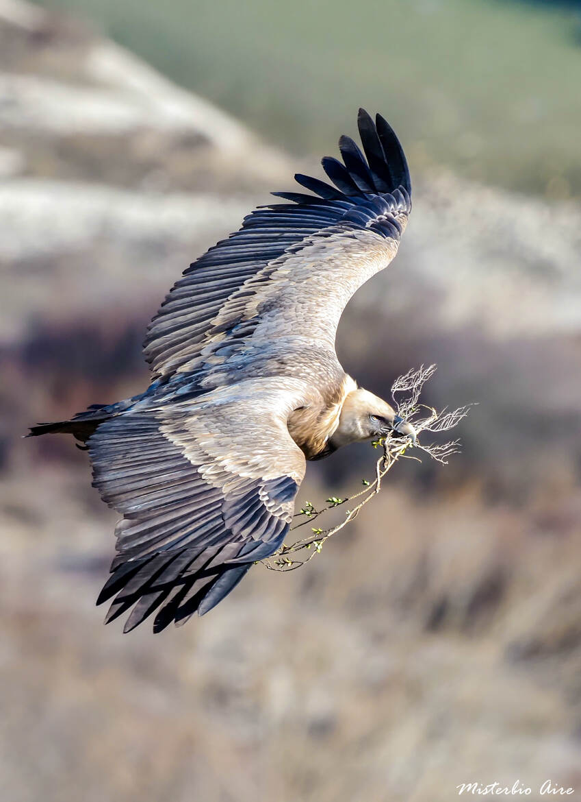 Vautour fauve Rémuzat