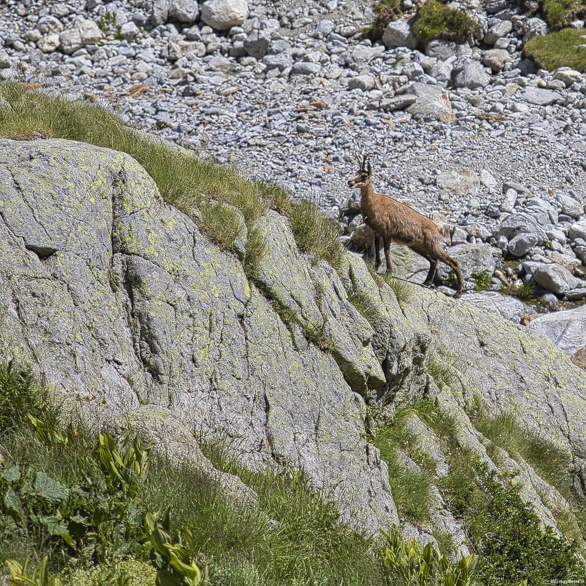 Agile chamois