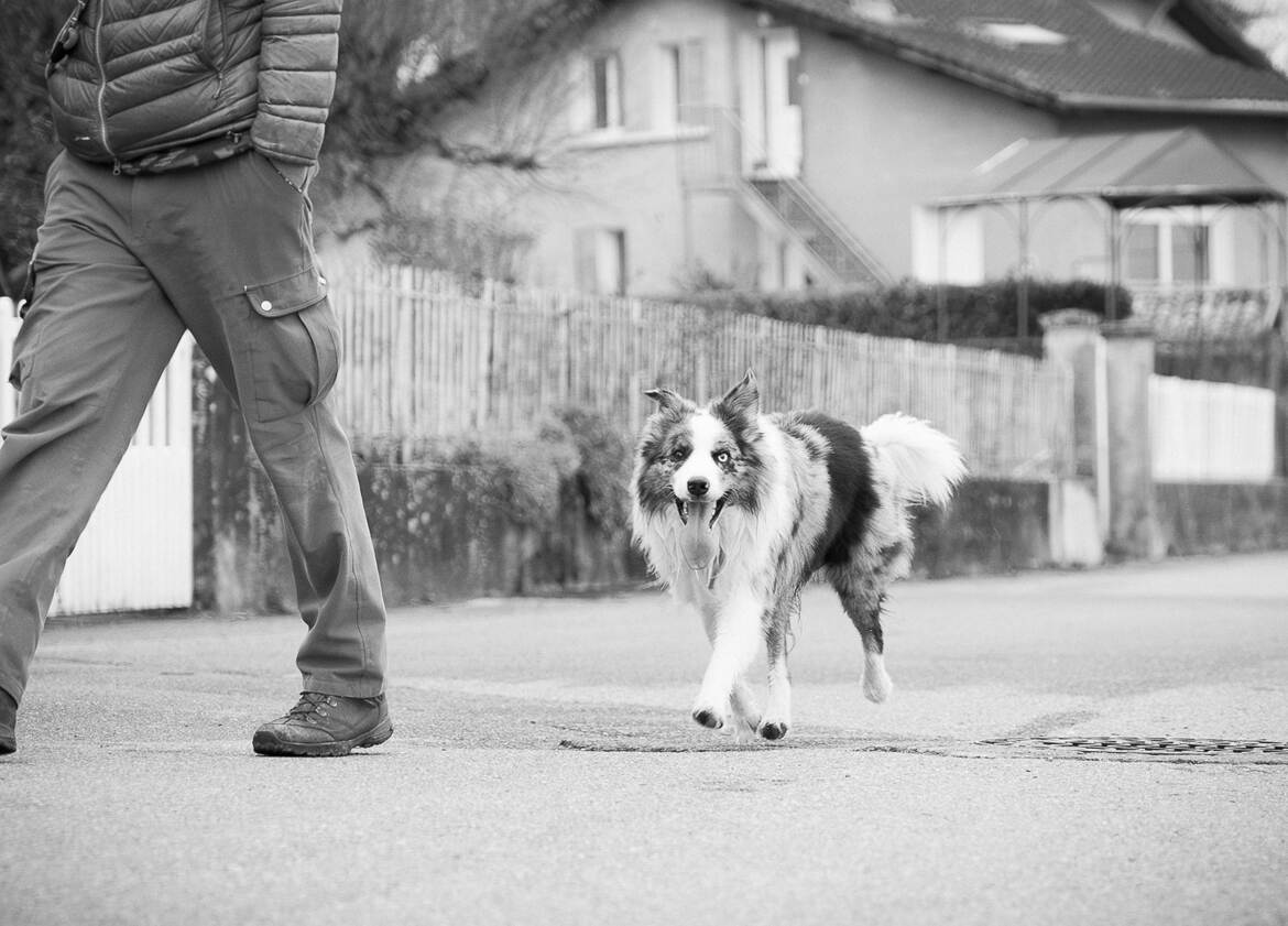 Walking the dog