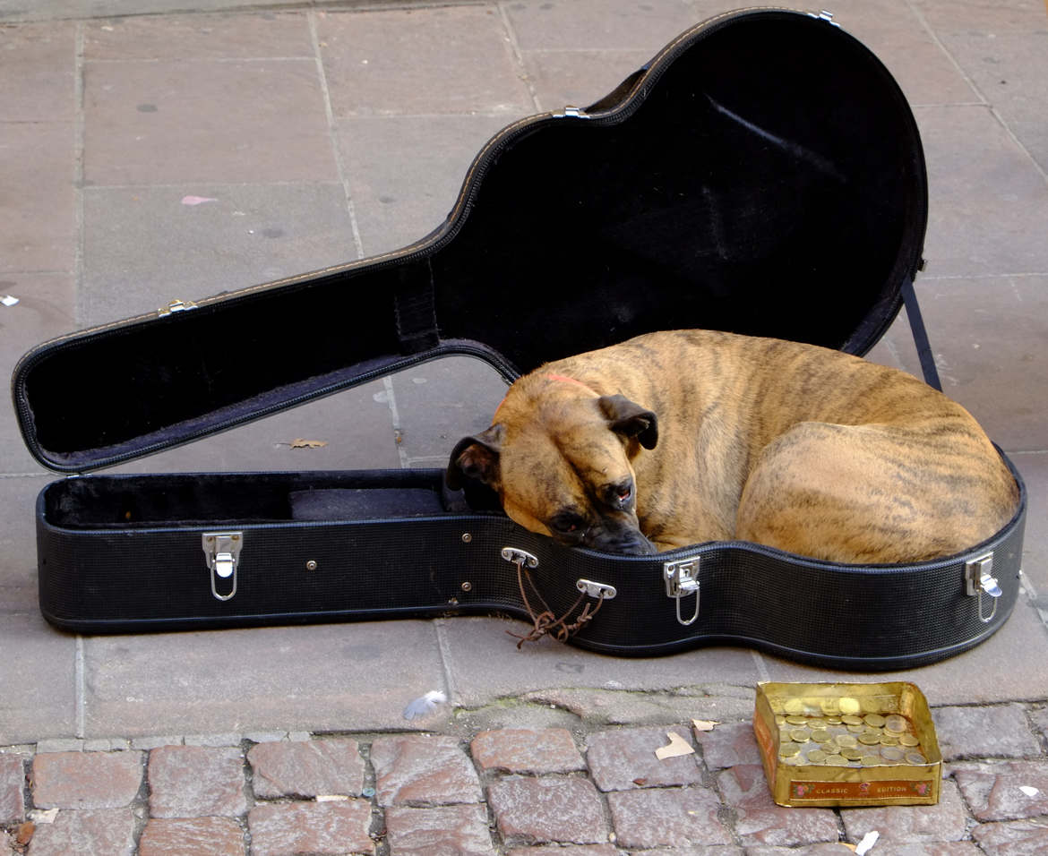 Le chien musicien