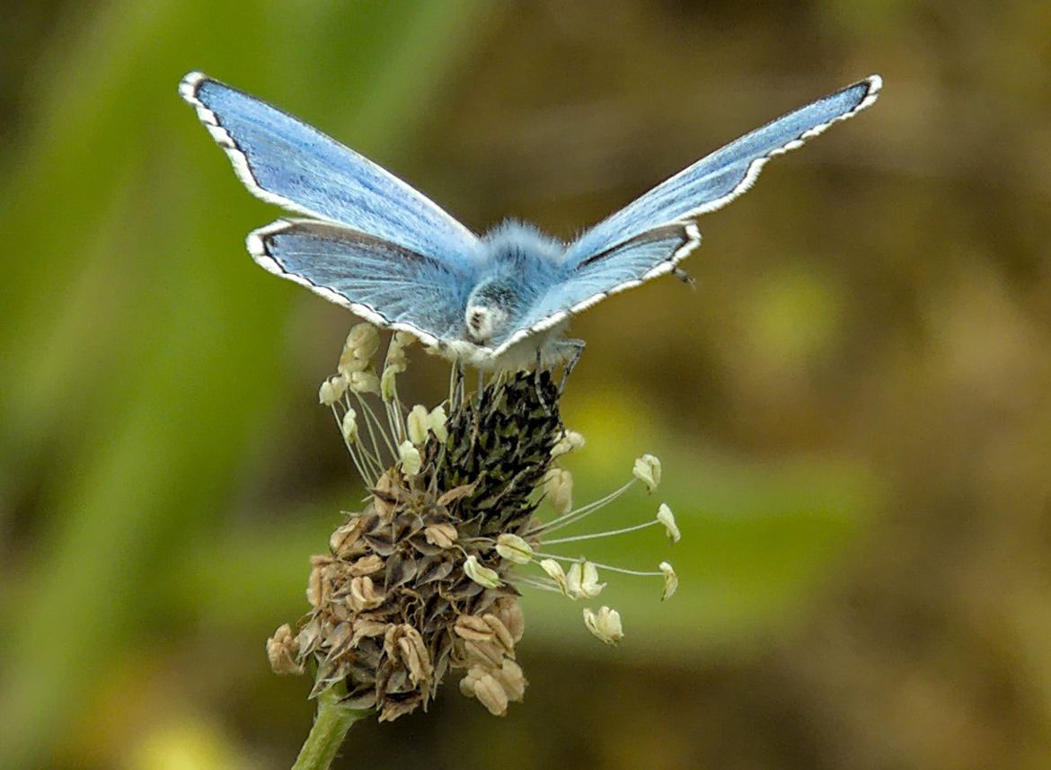 Bleu céleste (4)