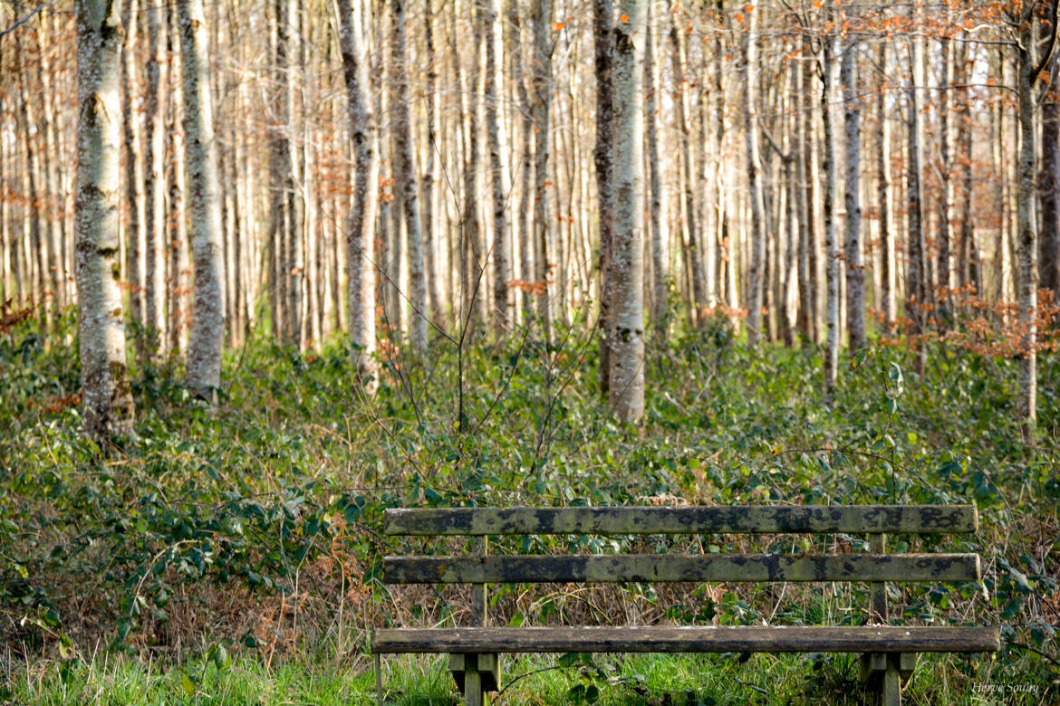 dans les bois