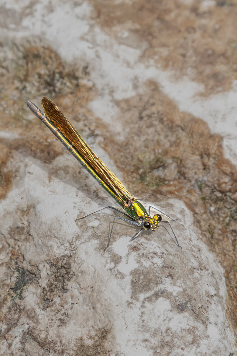 Libellule
