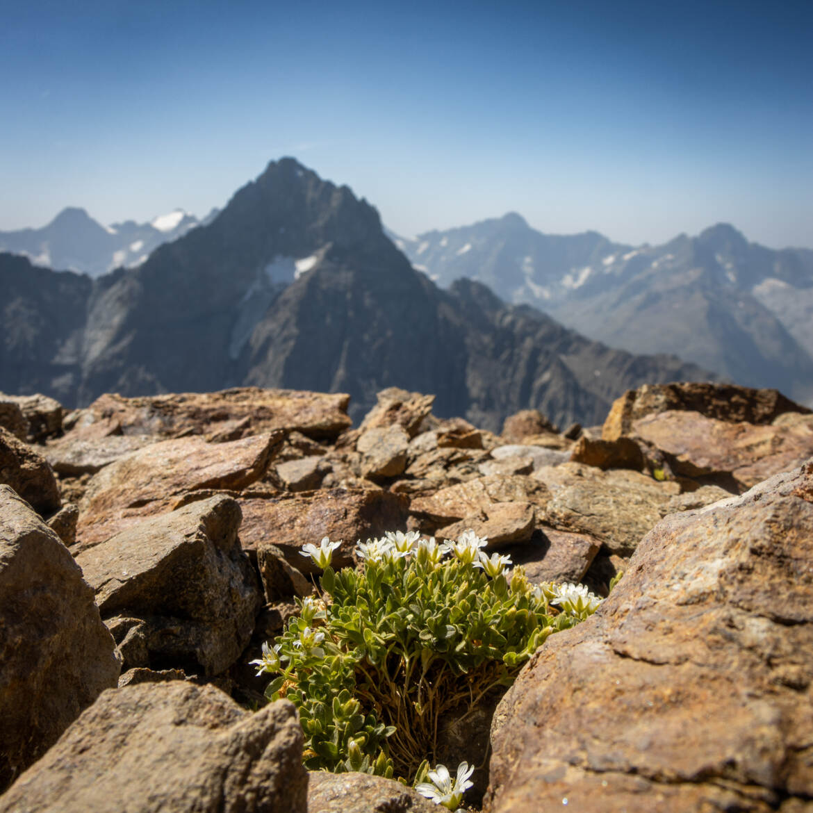 Survie en monde hostile