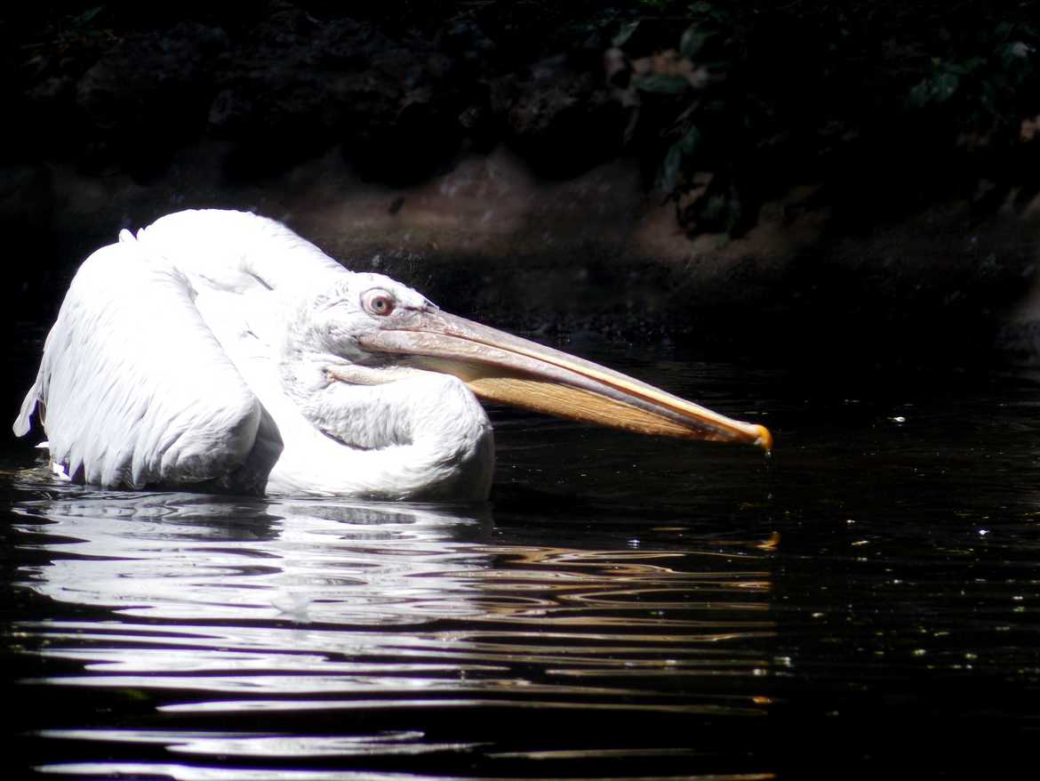 Posé sur l'eau