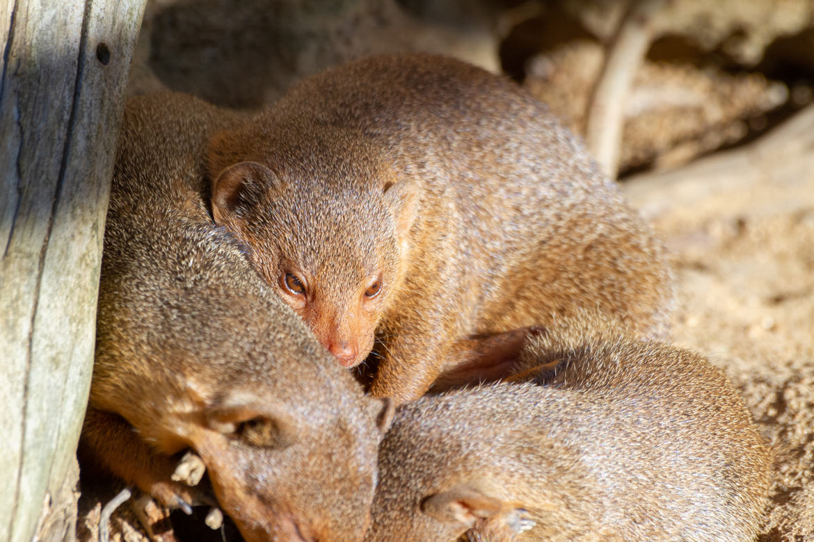 Au Zoo des Sables d'Olonnes la semaine dernière